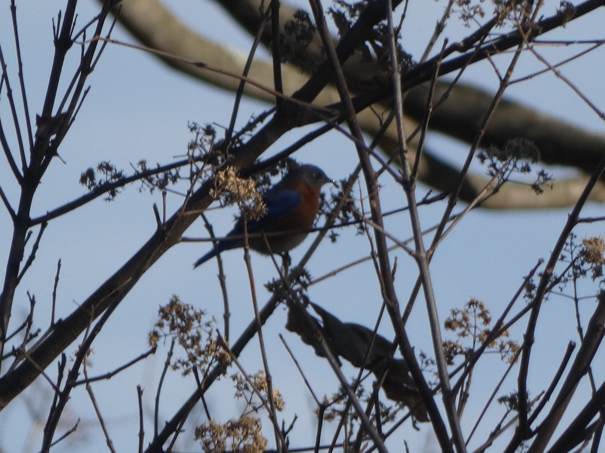 ルリツグミ - ML647227327