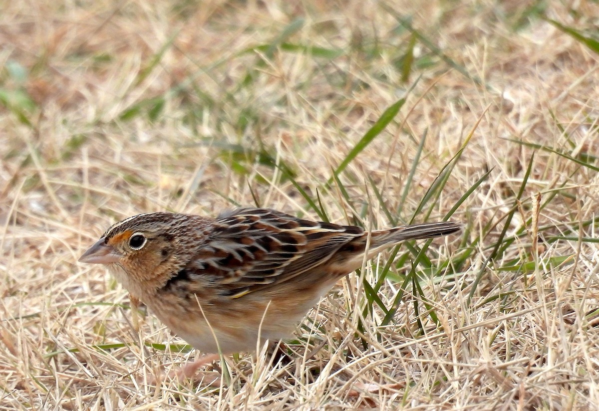 Grasshopper Sparrow - ML647227328