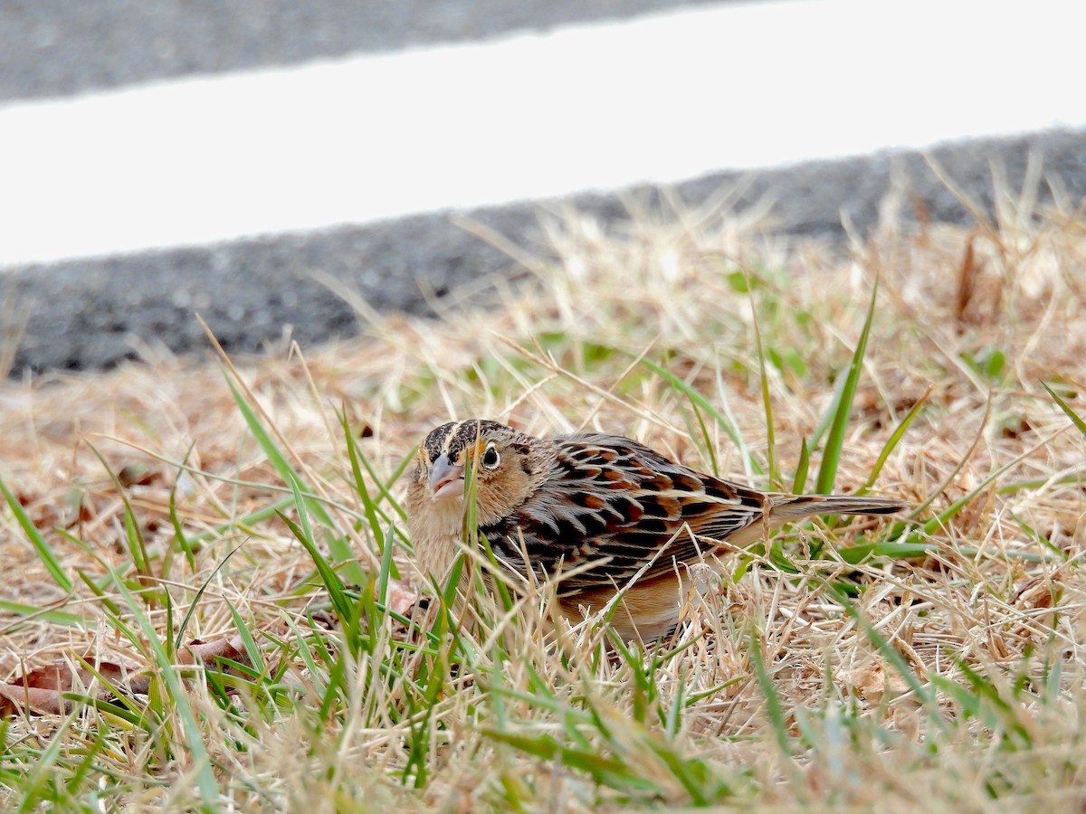 Grasshopper Sparrow - ML647227329