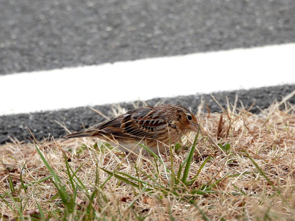 Grasshopper Sparrow - ML647227330