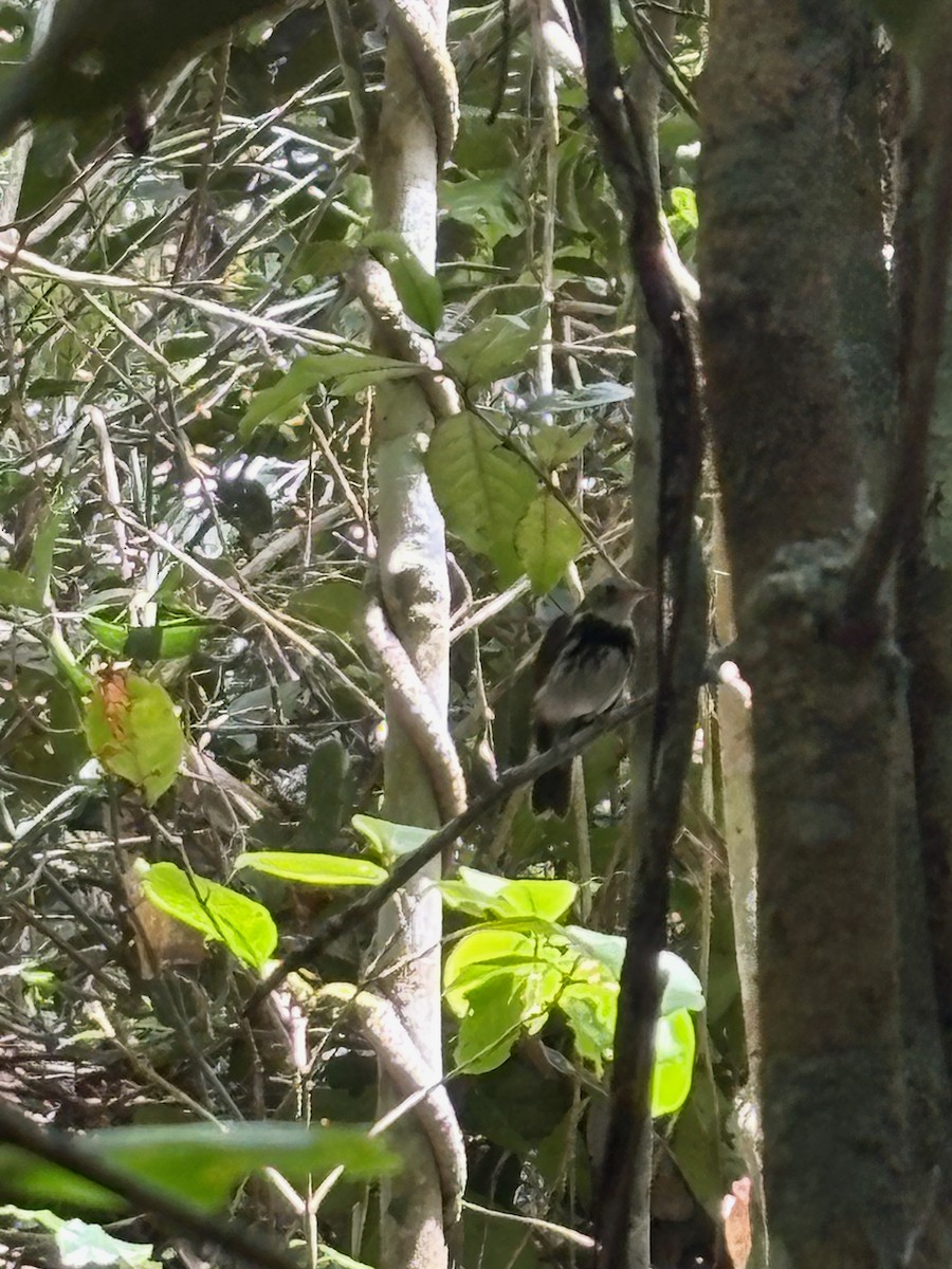 Southern Antpipit - ML647227361