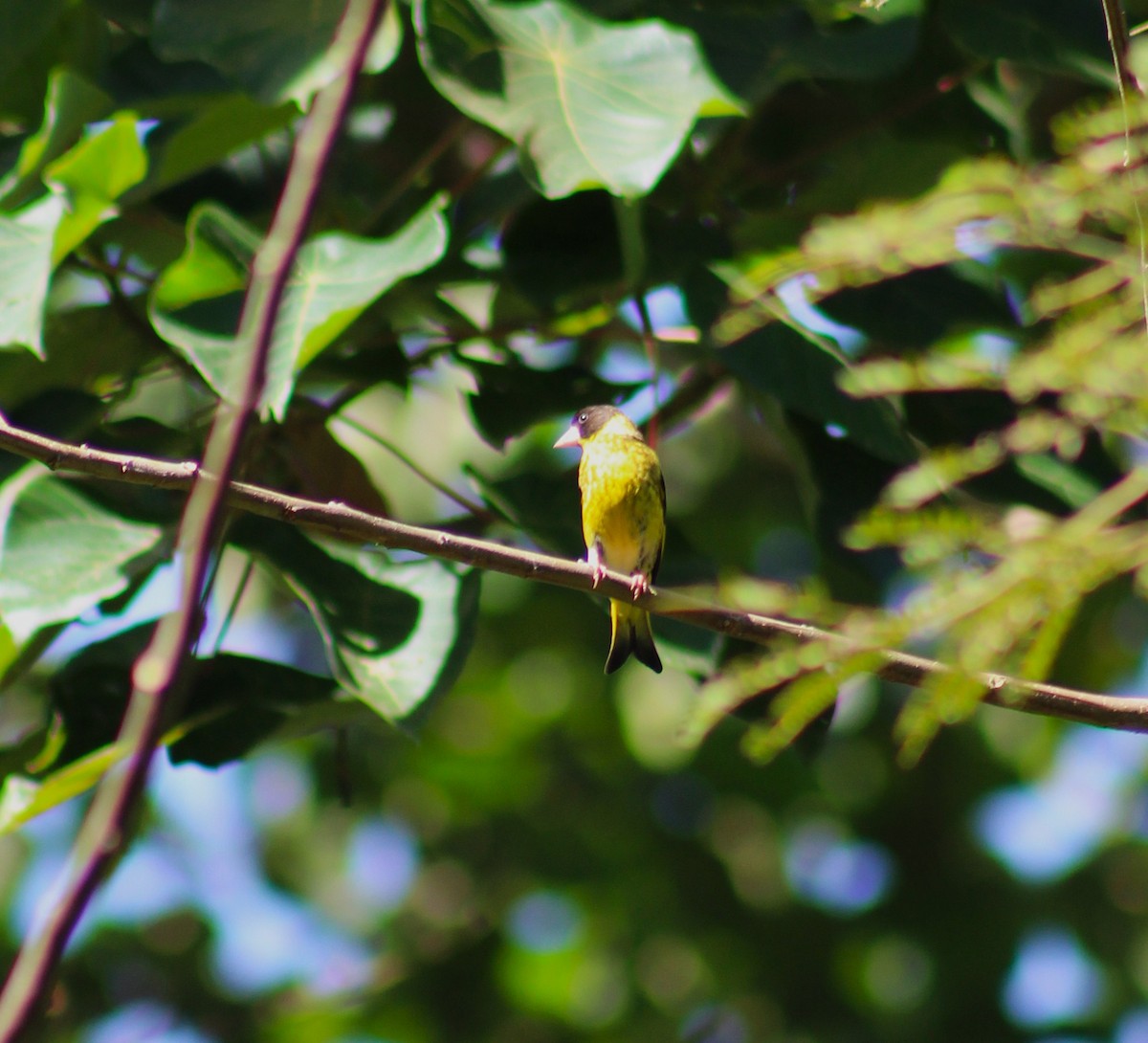 Vietnamese Greenfinch - ML647227369