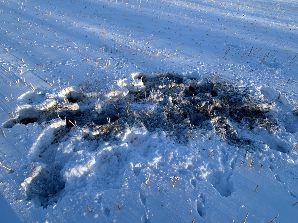 Gray Partridge - ML647227379