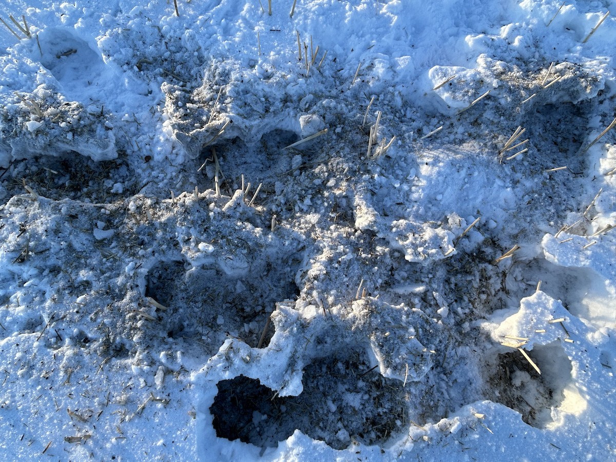 Gray Partridge - ML647227383