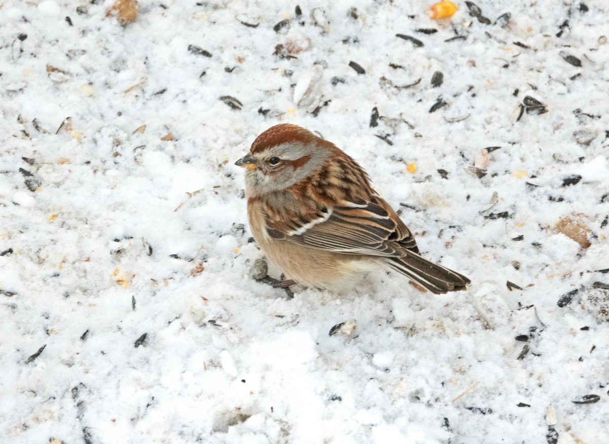 strnádka pokřovní - ML647227386