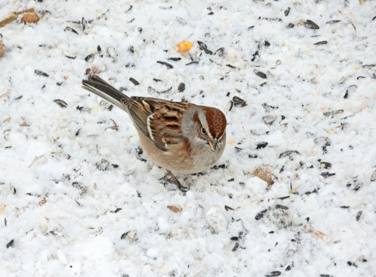 strnádka pokřovní - ML647227387