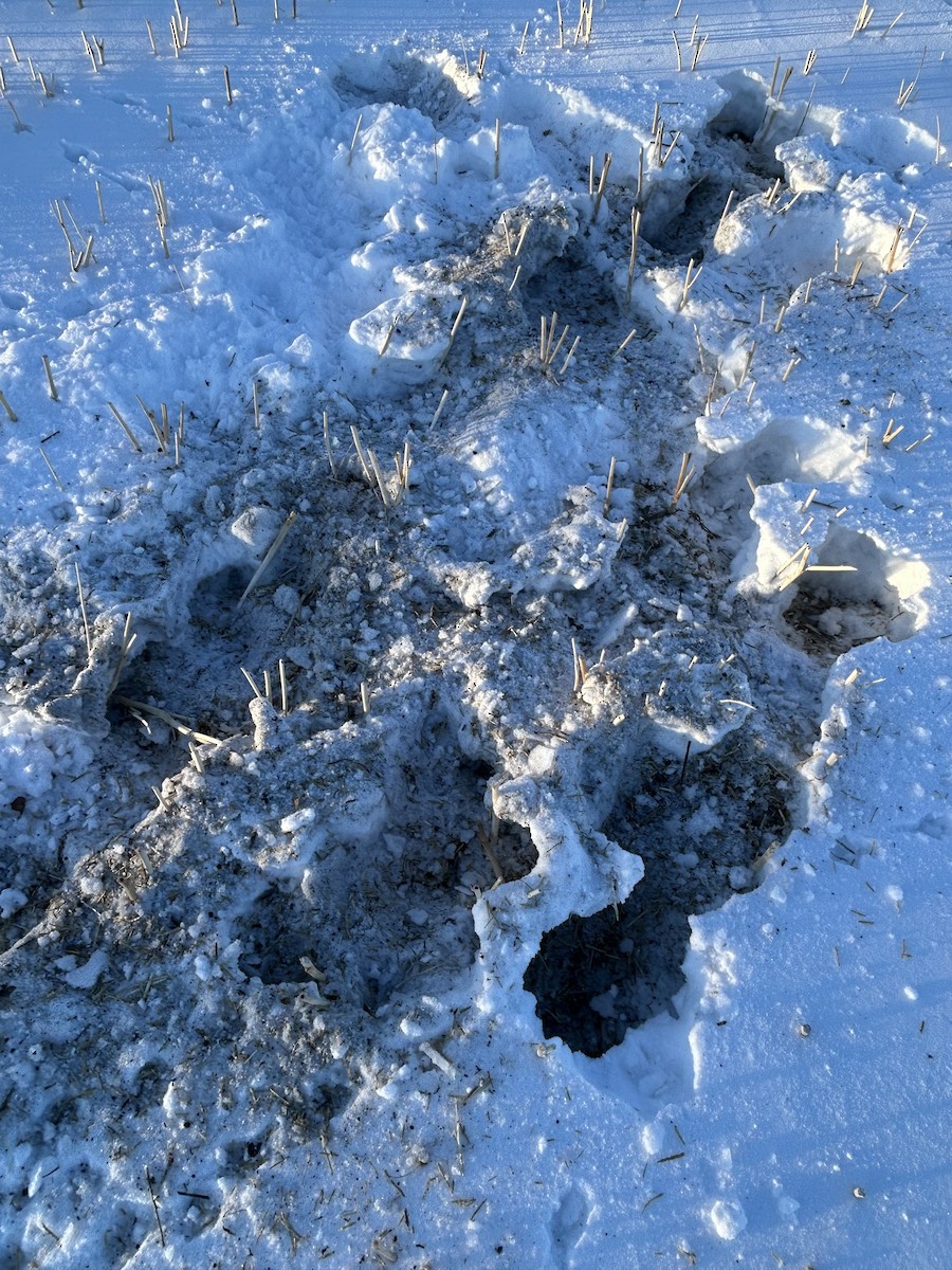 Gray Partridge - ML647227388