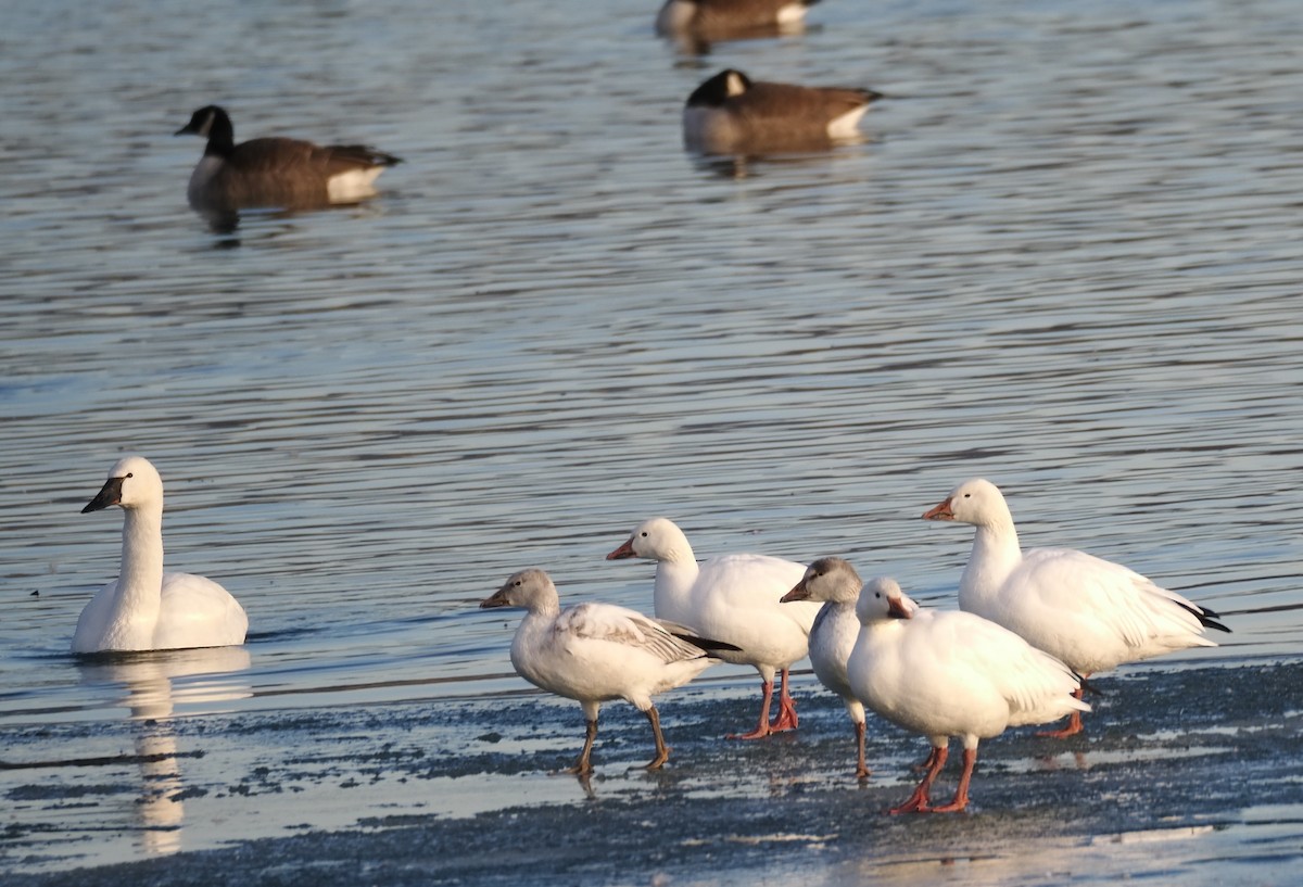 Snow Goose - ML647227390