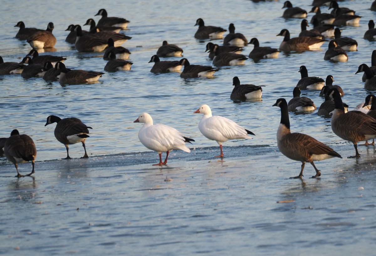 Snow Goose - ML647227391