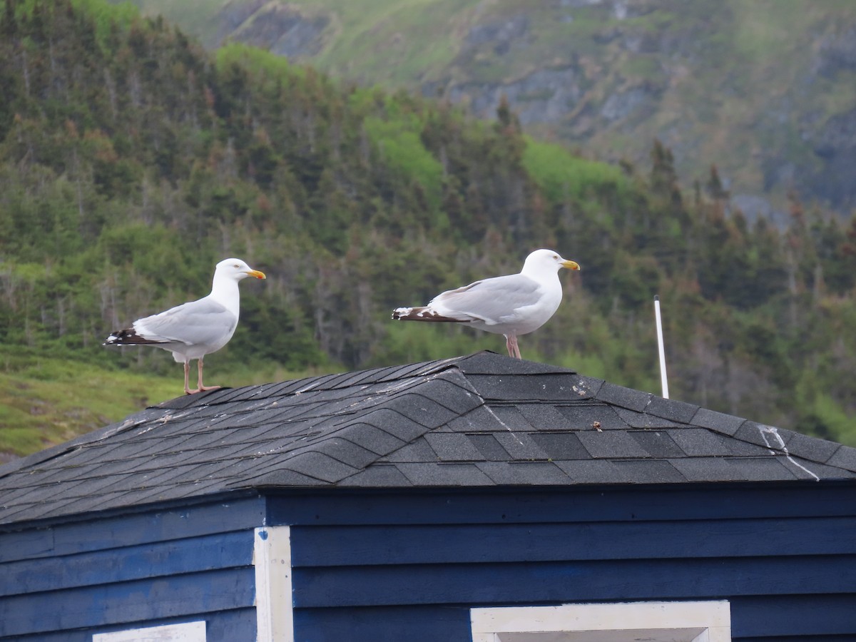 American Herring Gull - ML647227398