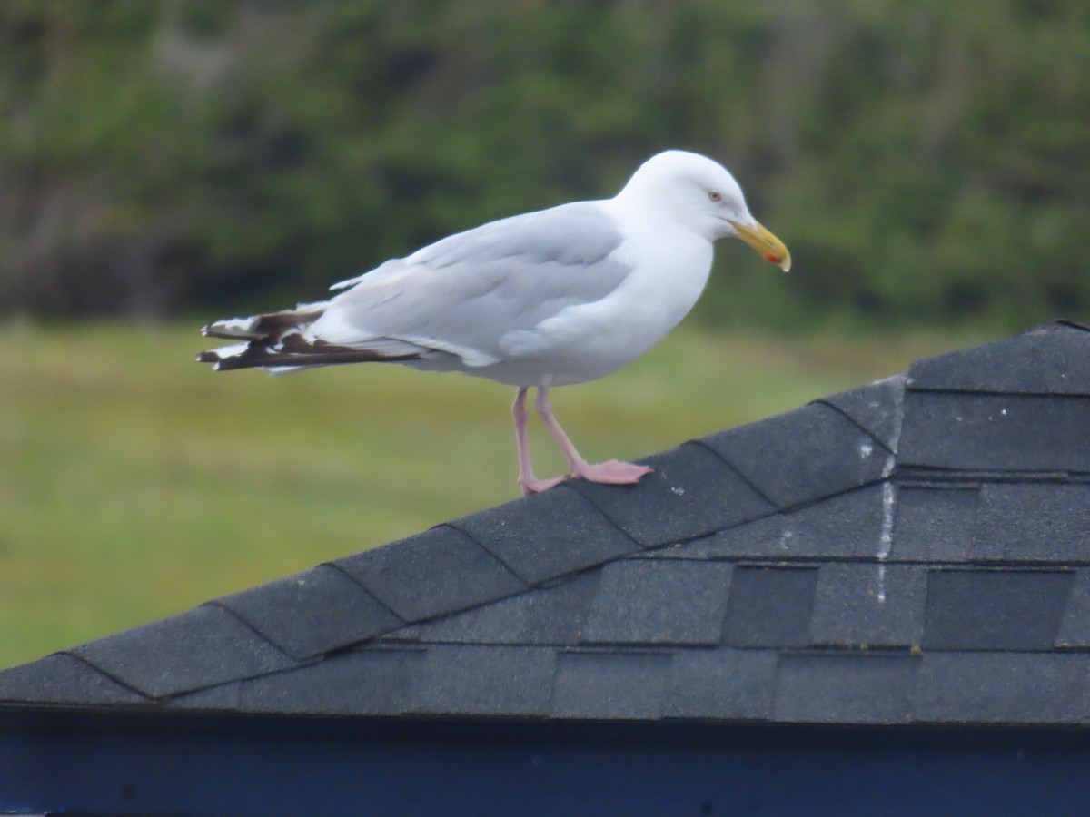 American Herring Gull - ML647227399