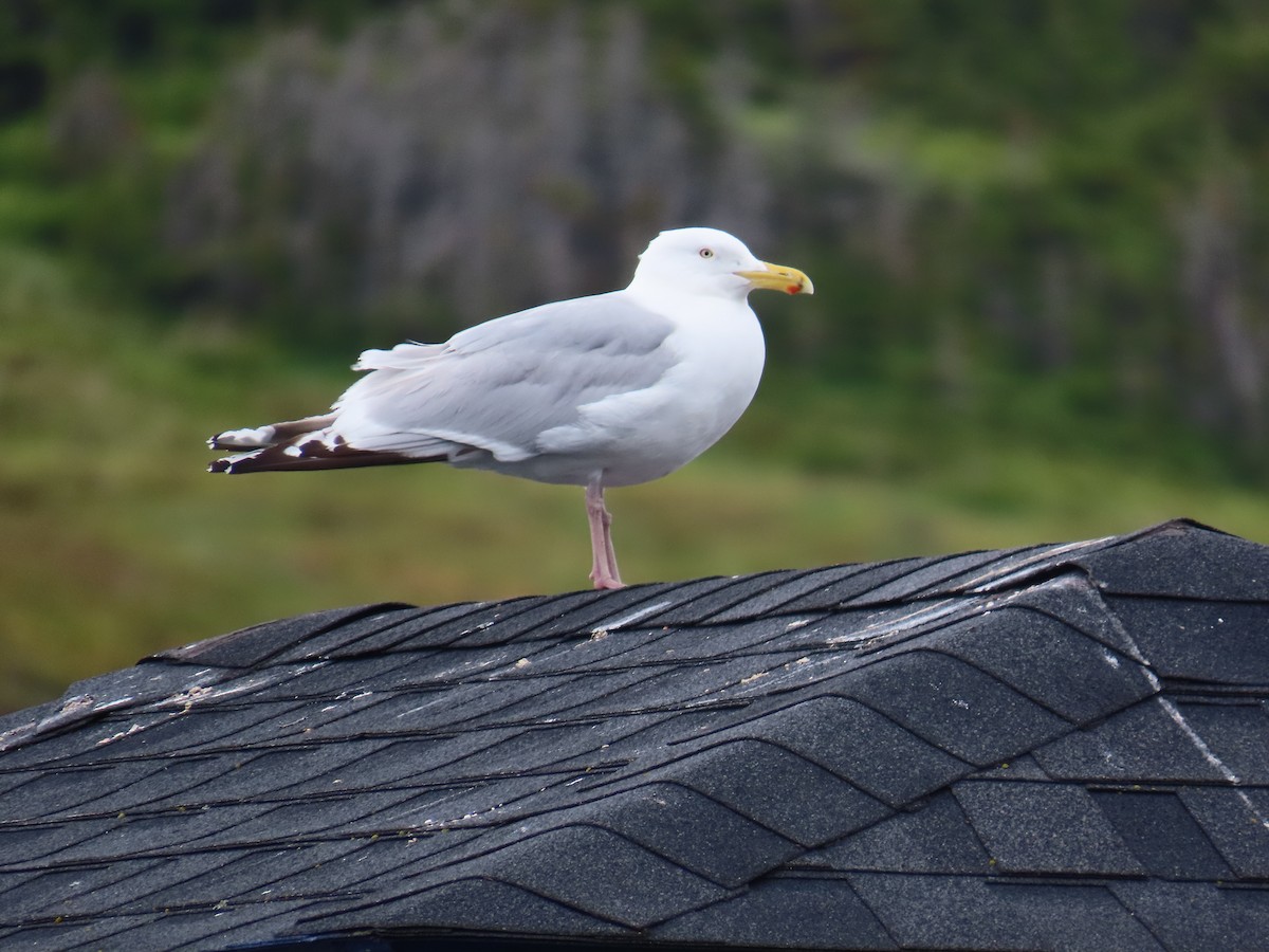American Herring Gull - ML647227400