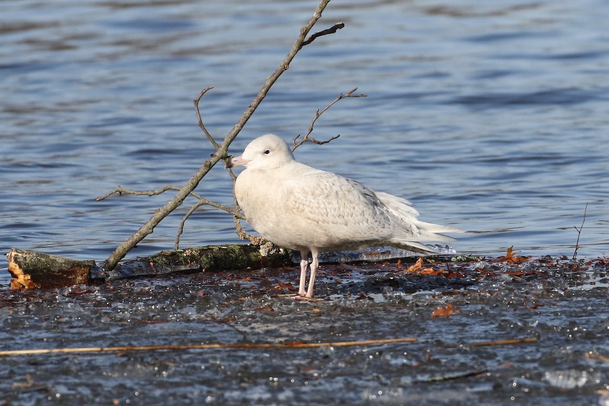 racek šedý - ML647227403