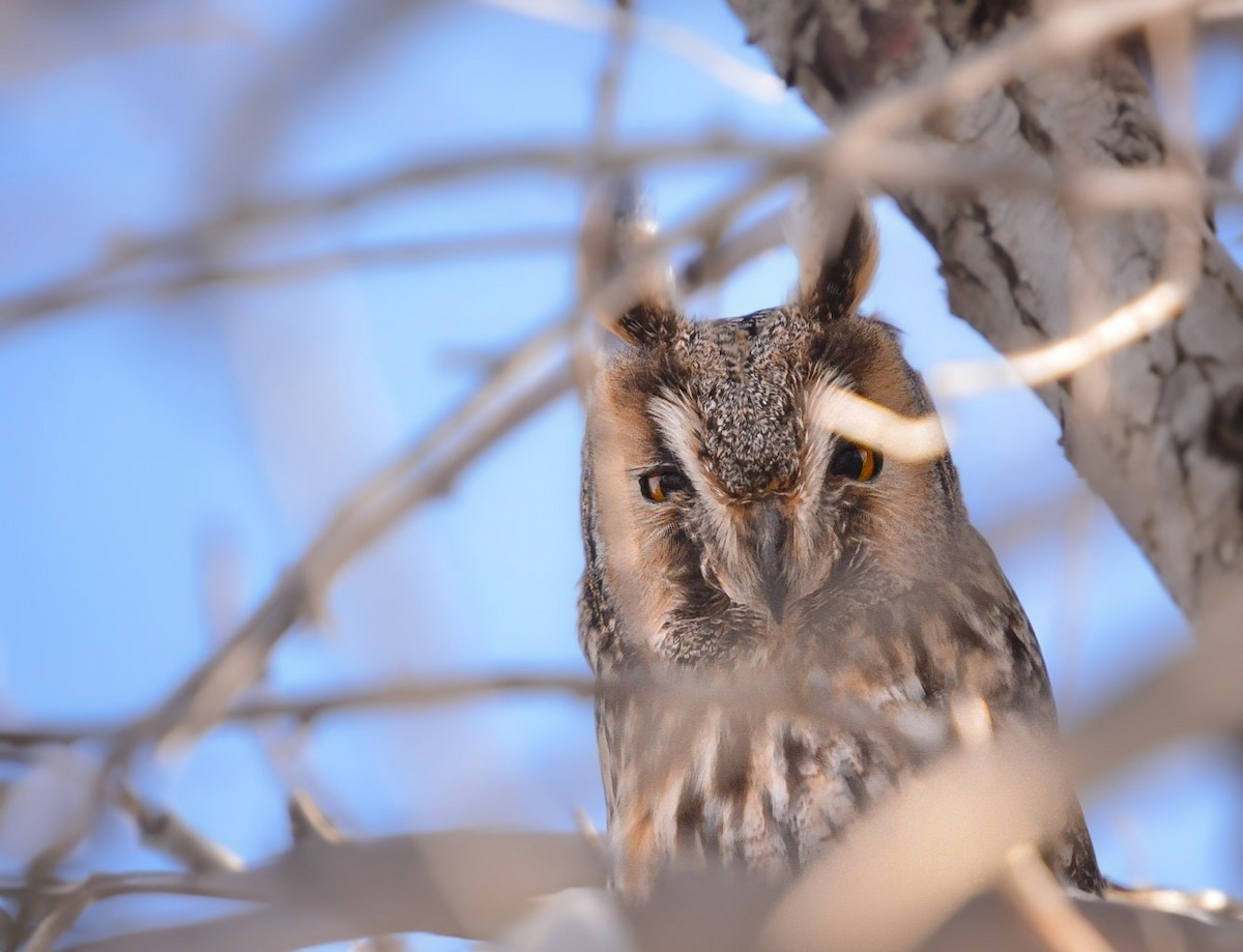 Long-eared Owl - ML647227404