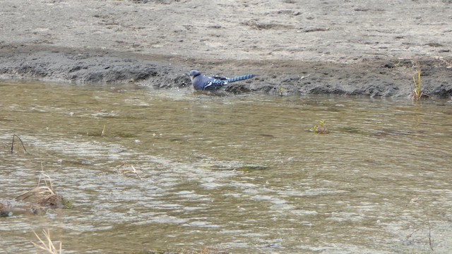 Blue Jay - ML647227405