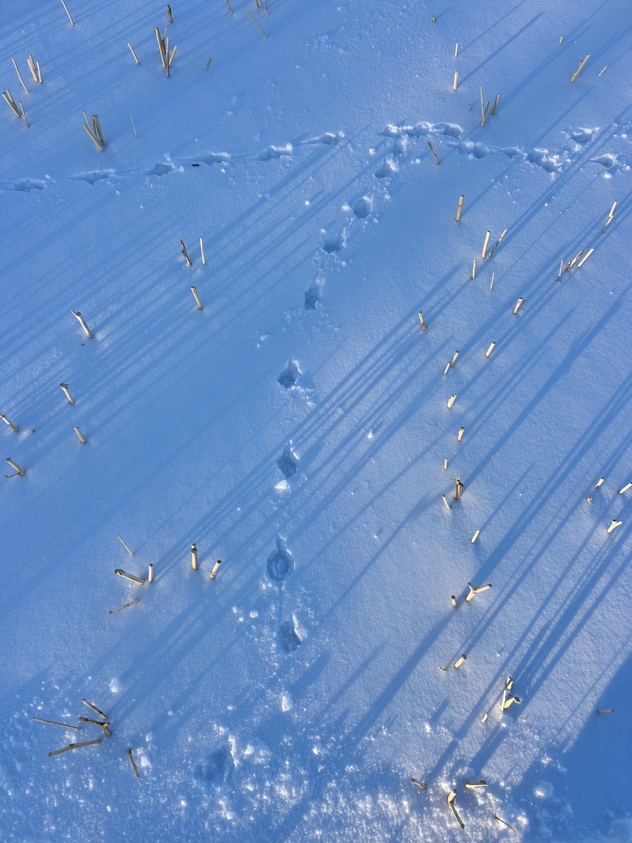 Gray Partridge - ML647227411