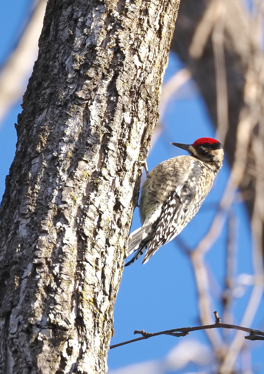 Yellow-bellied Sapsucker - ML647227412