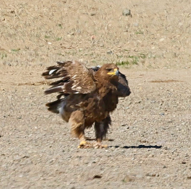 ソウゲンワシ - ML647227415