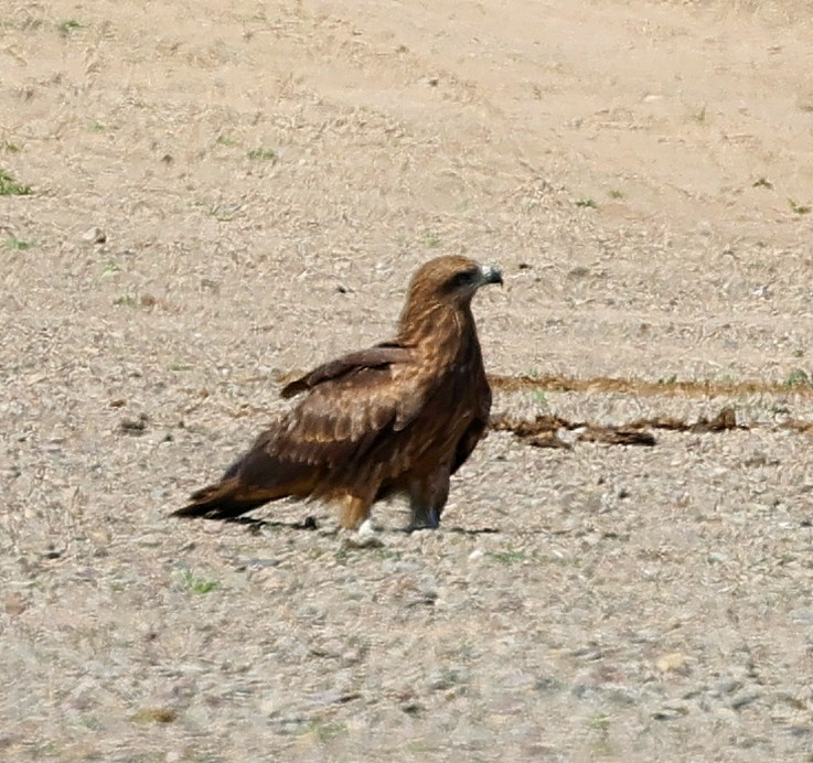 ソウゲンワシ - ML647227419