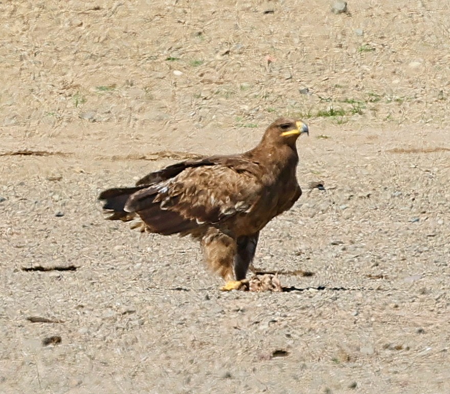 ソウゲンワシ - ML647227420