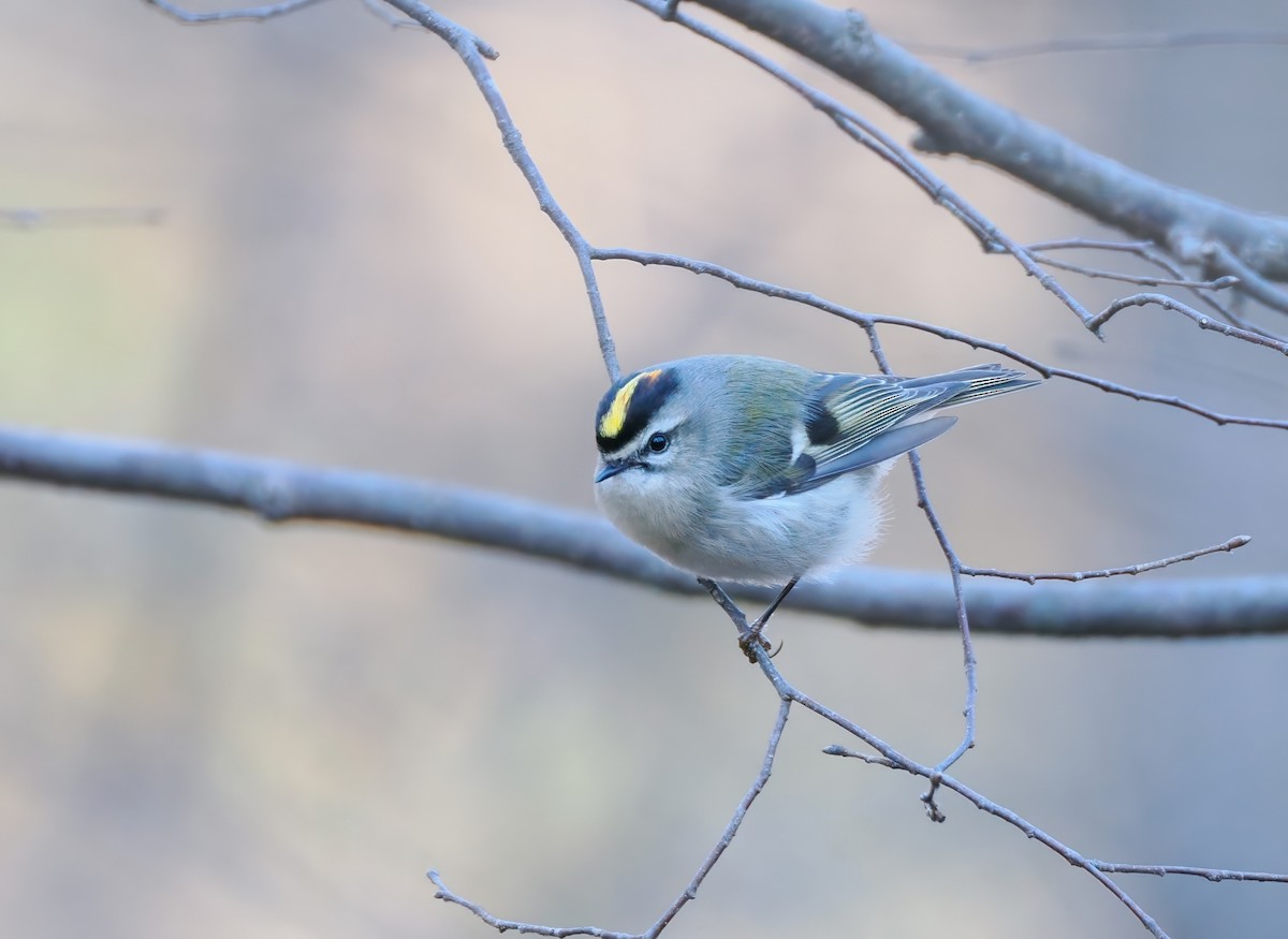 アメリカキクイタダキ - ML647227423
