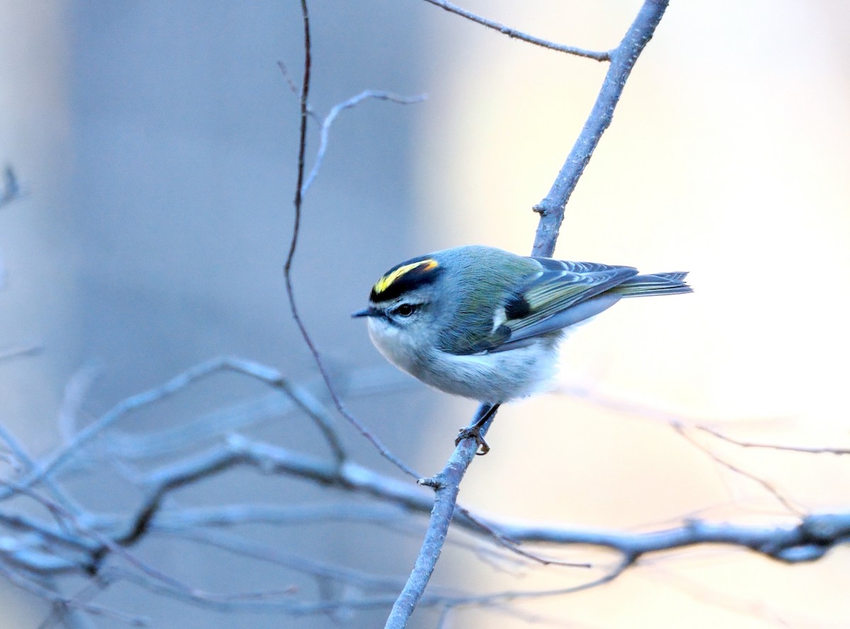 アメリカキクイタダキ - ML647227424