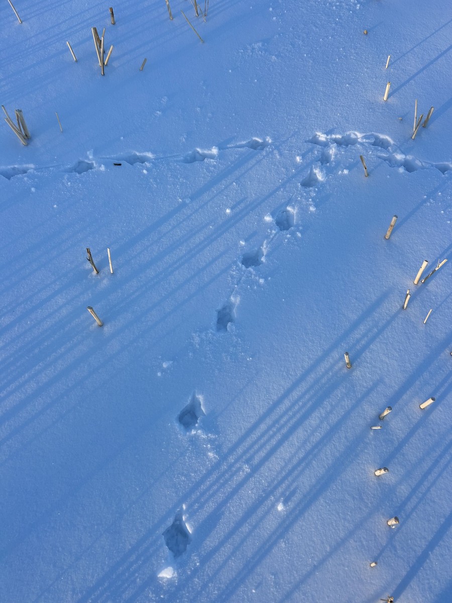 ヨーロッパヤマウズラ - ML647227425