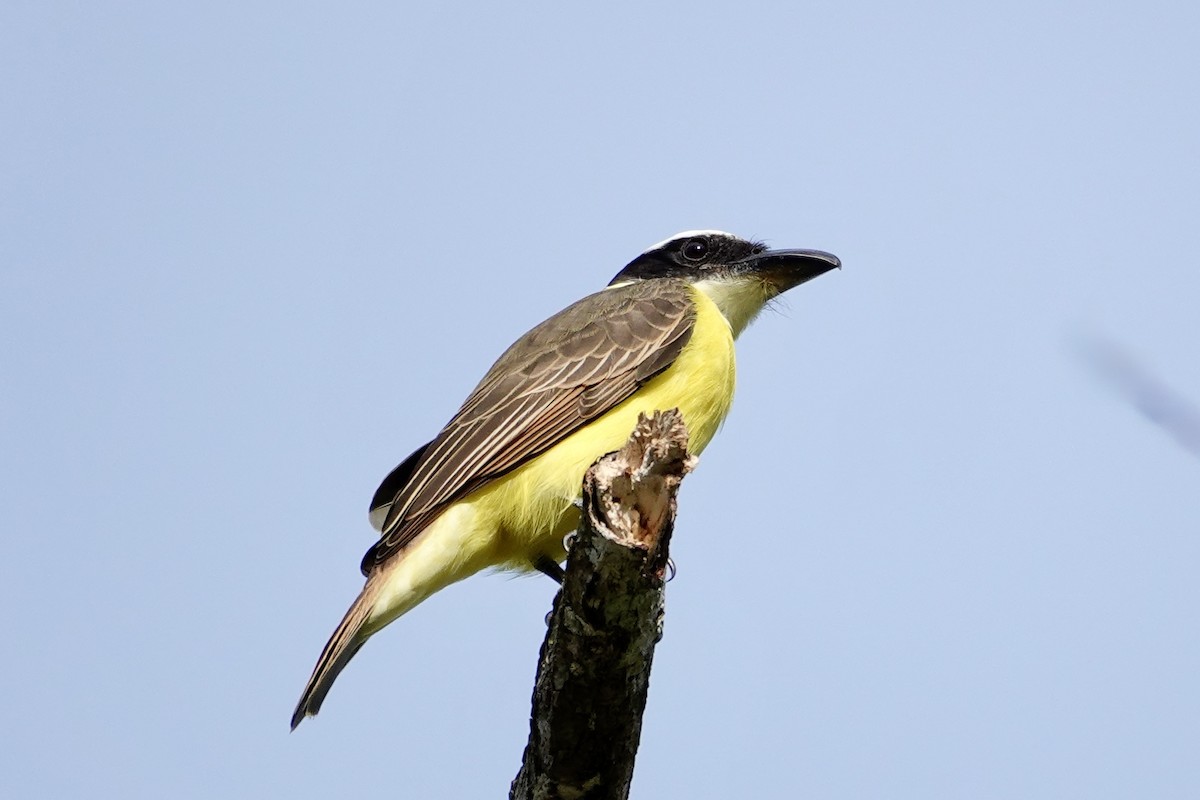 オオハシタイランチョウ - ML647227426