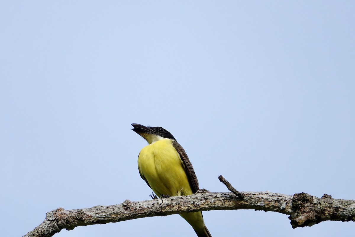 オオハシタイランチョウ - ML647227427