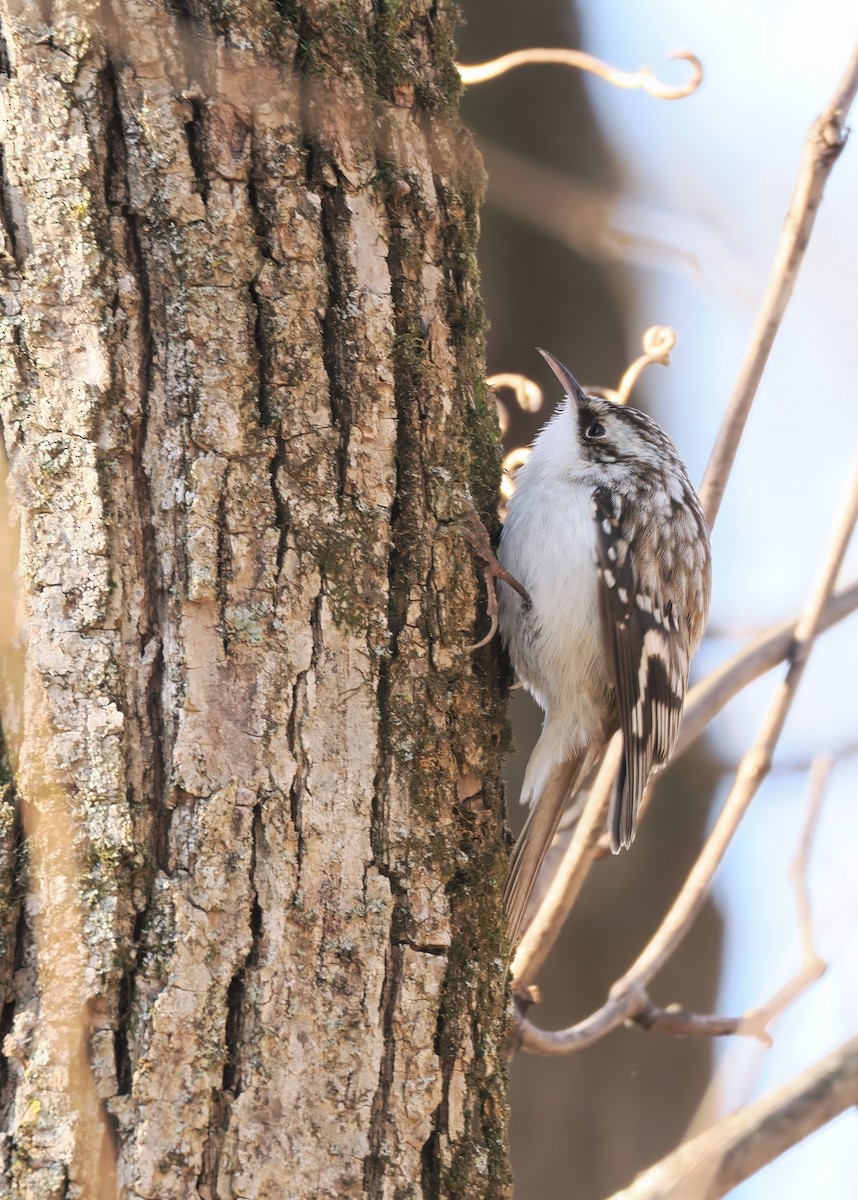 アメリカキバシリ - ML647227429