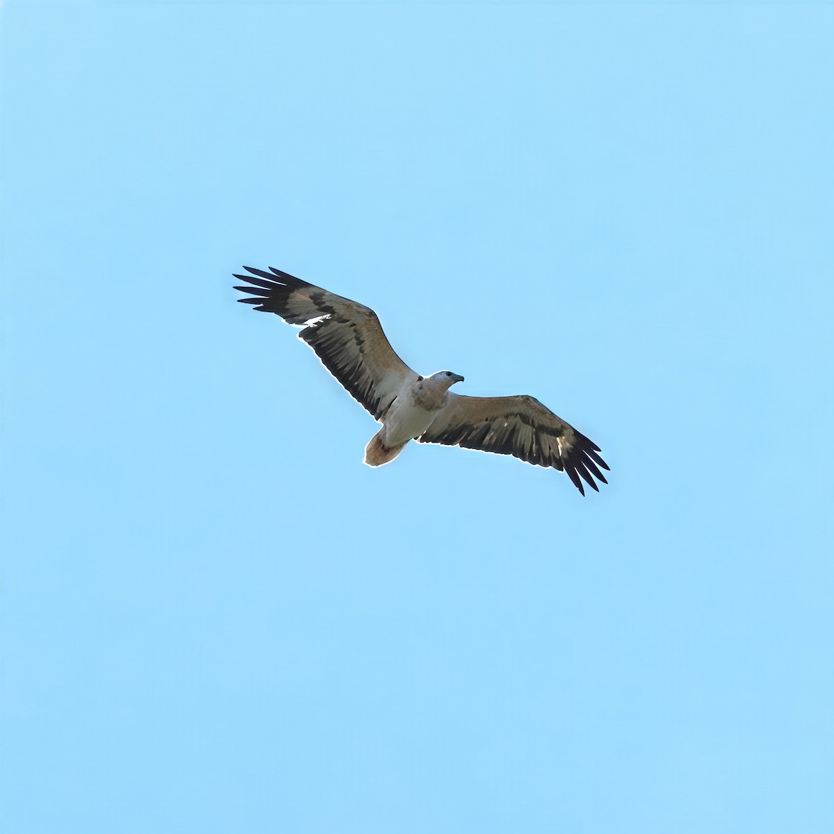 シロハラウミワシ - ML647227432