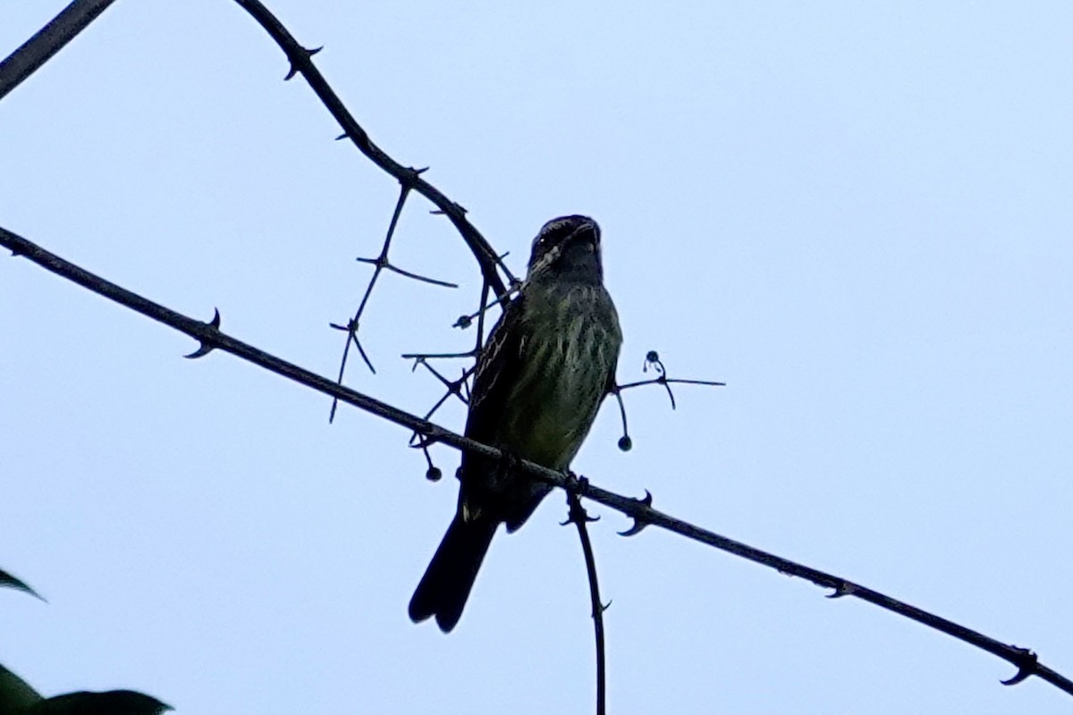 ホオジロタイランチョウ - ML647227433