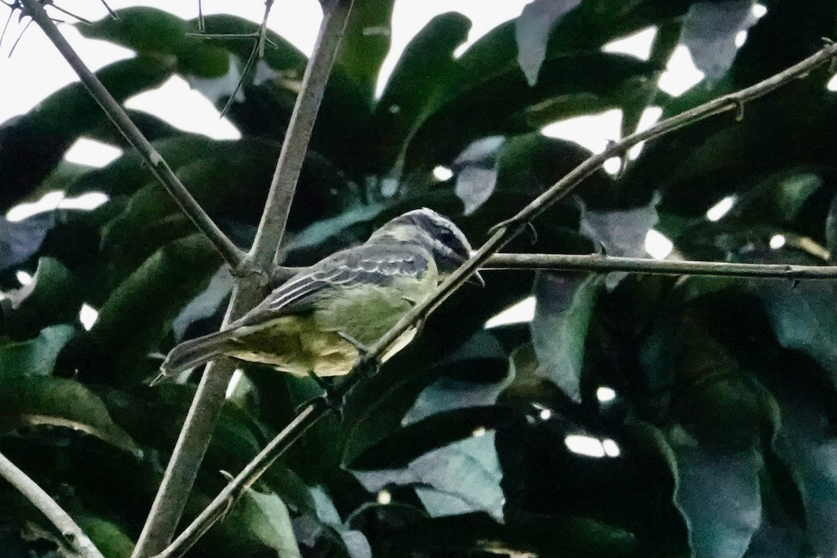 ホオジロタイランチョウ - ML647227434