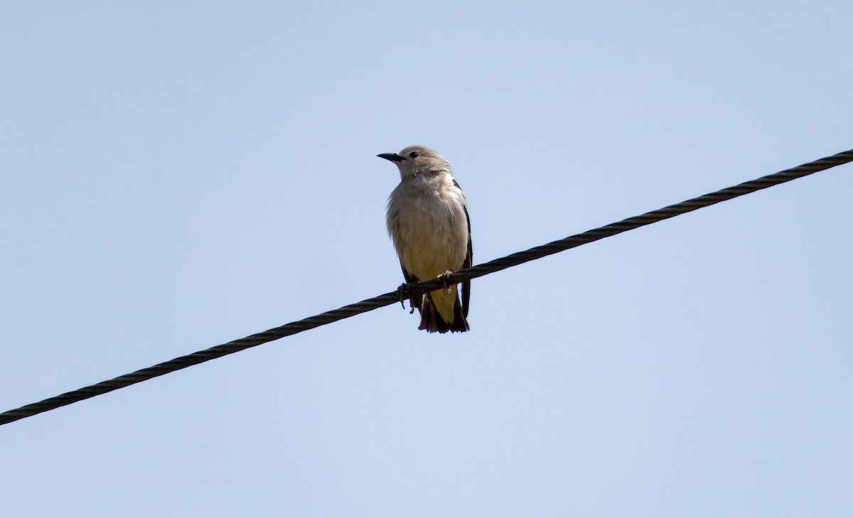 シベリアムクドリ - ML647227435