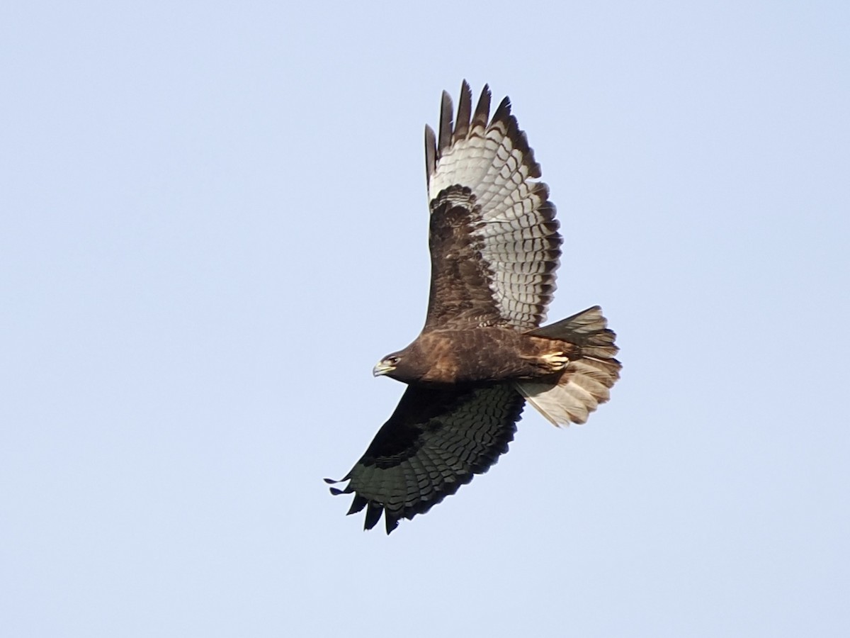 アカオノスリ - ML647227436