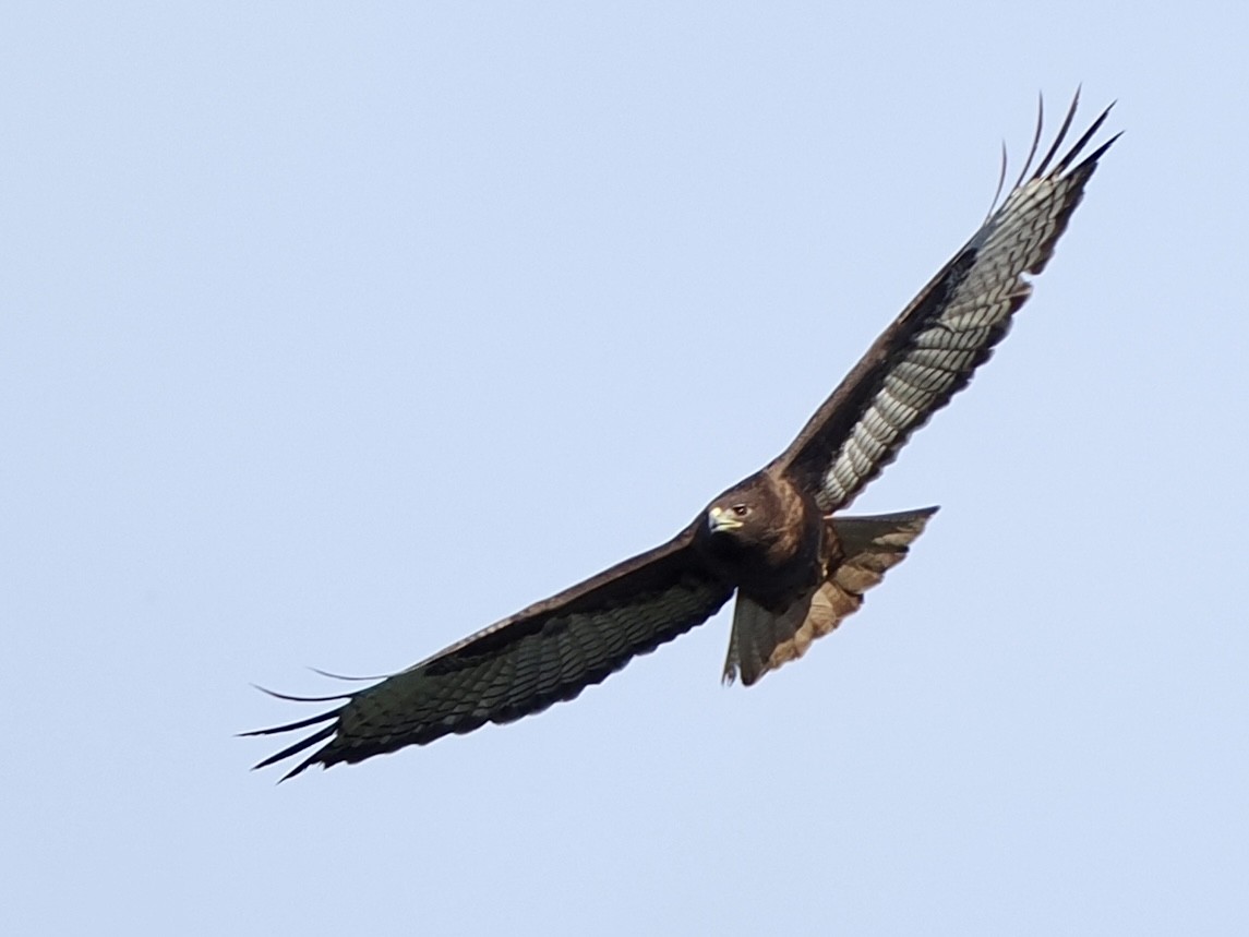 アカオノスリ - ML647227437