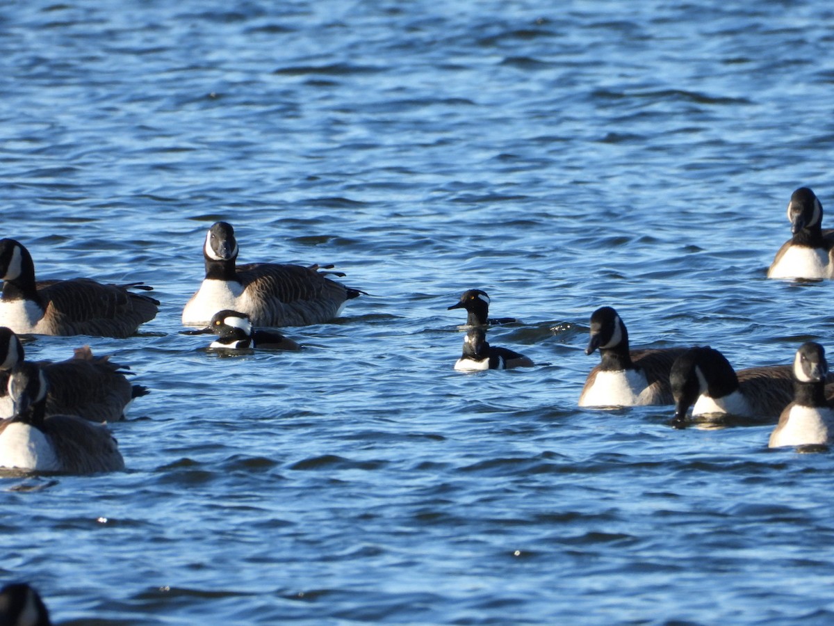 カナダガン - ML647227440