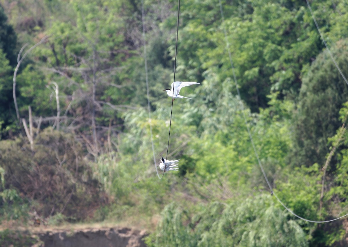 アジサシ - ML647227444