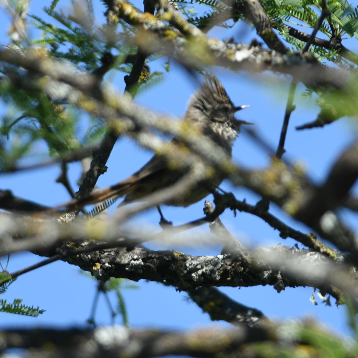 エボシエナガカマドドリ - ML647227445