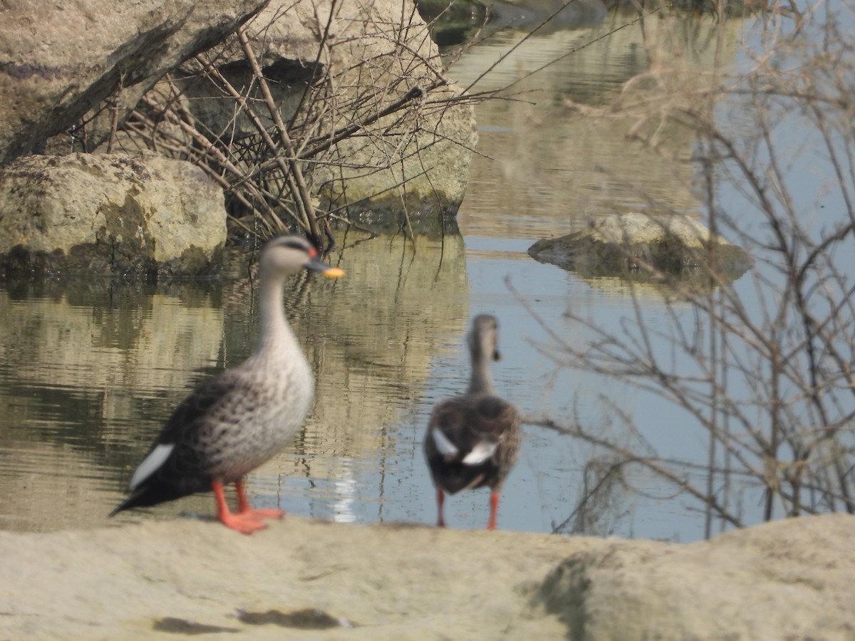 アカボシカルガモ - ML647227446