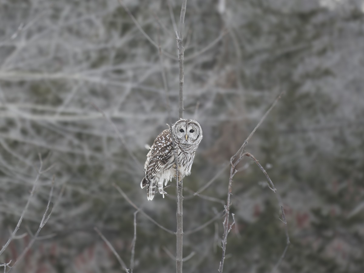 アメリカフクロウ - ML647227448