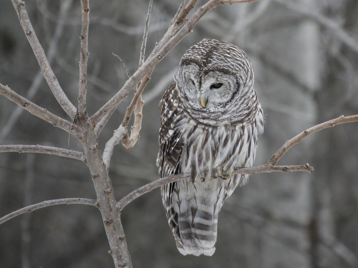 アメリカフクロウ - ML647227451