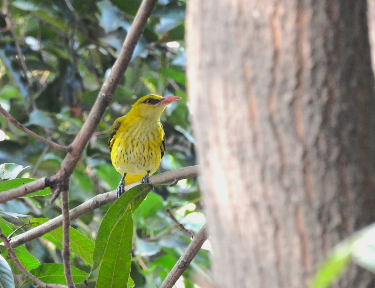 インドコウライウグイス - ML647227454