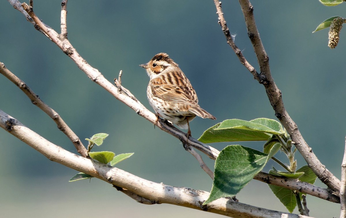 コホオアカ - ML647227455