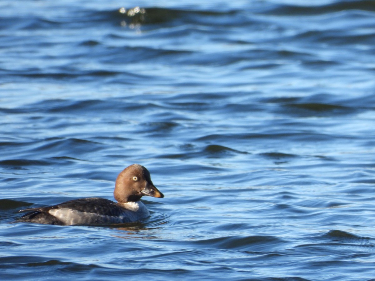 ホオジロガモ - ML647227458