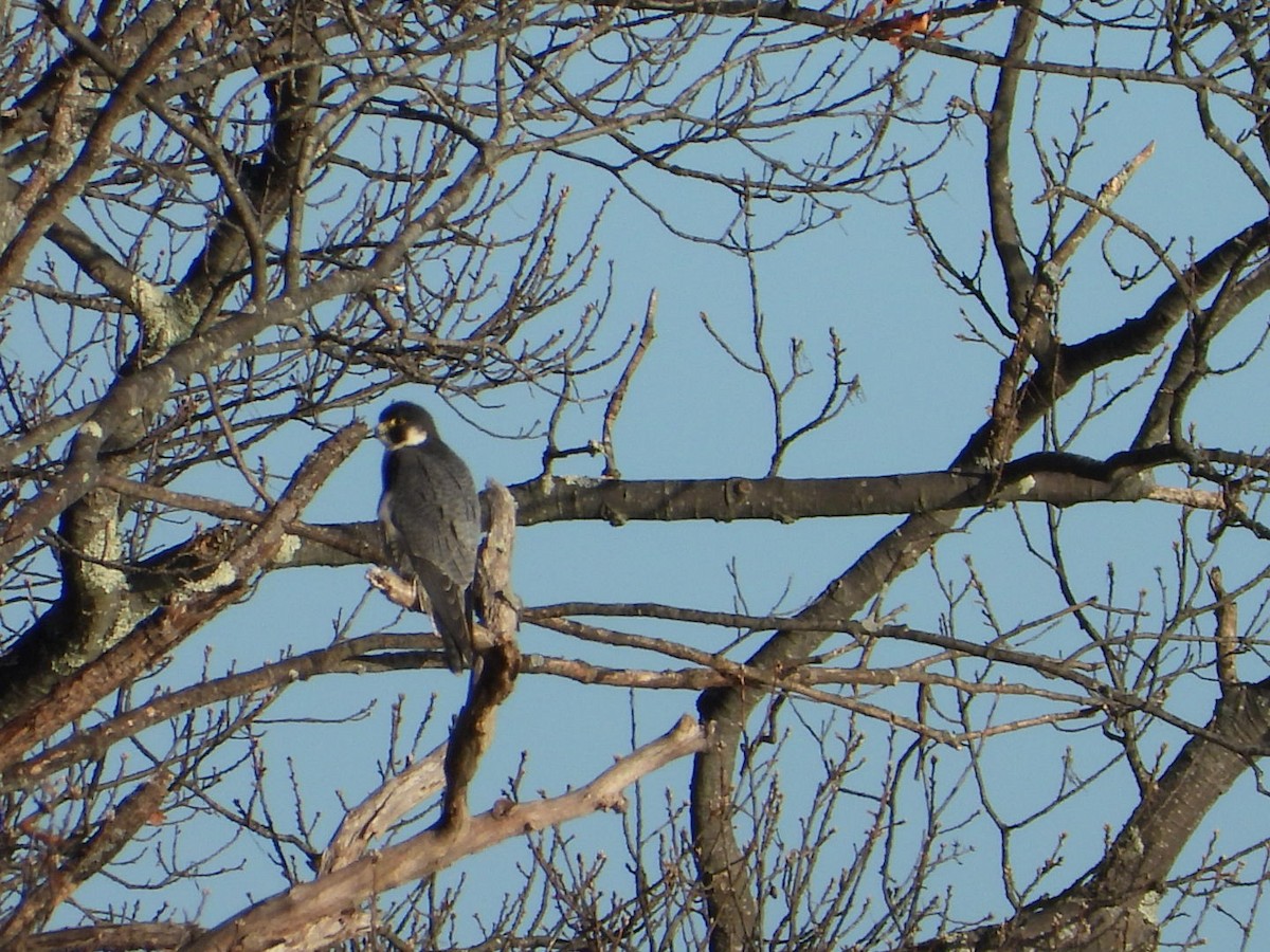 ハヤブサ - ML647227460