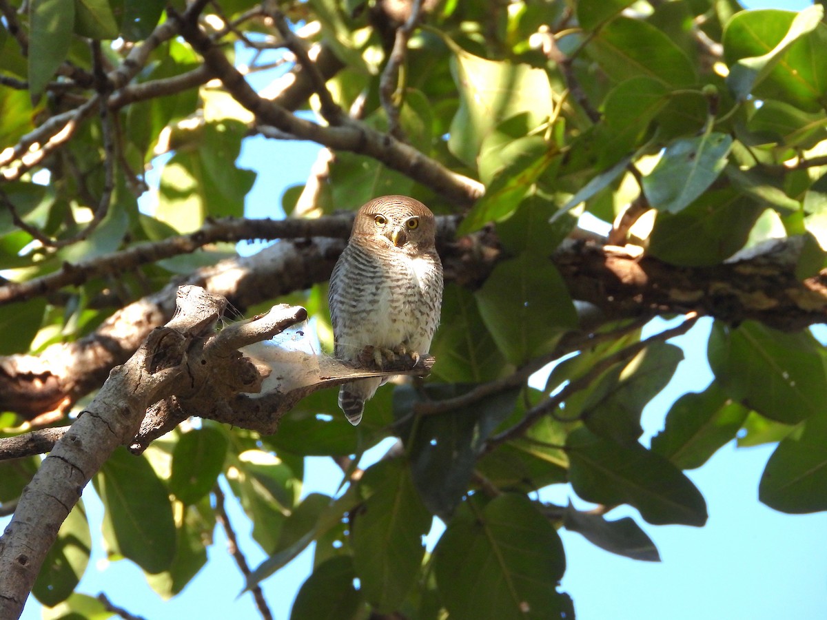 Jungle Owlet - ML647227461