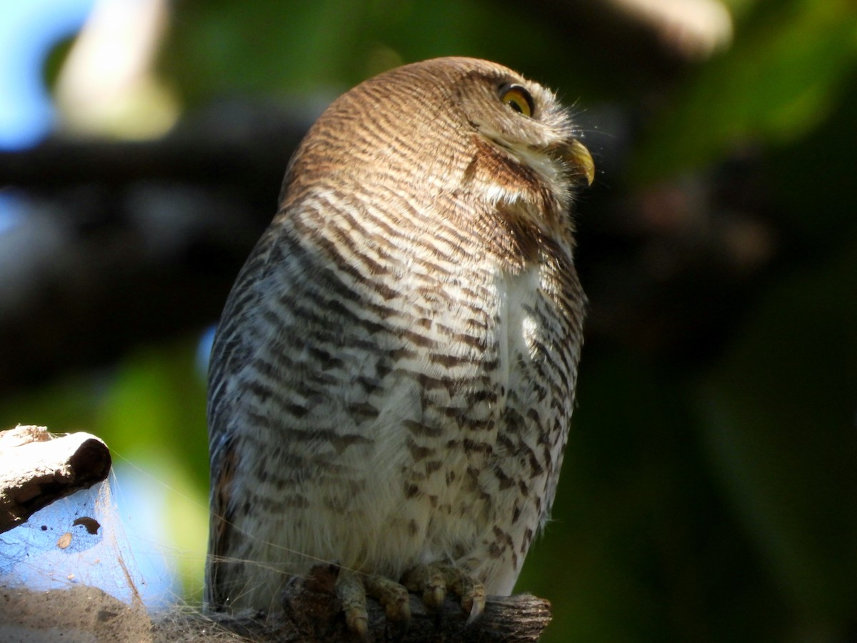 Jungle Owlet - ML647227462