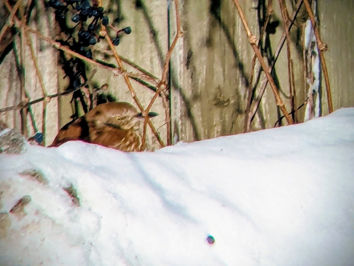 Cuitlacoche Rojizo - ML647227464