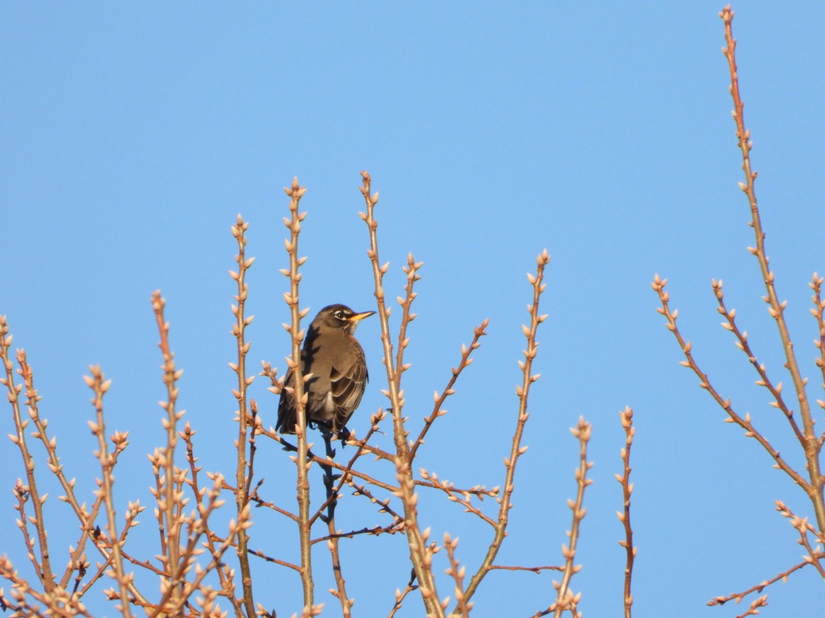 American Robin - ML647227466